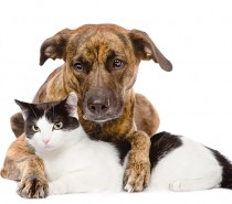 CHIENS ET CHATS, AMITIÉS, COHABITATIONS OU ENNEMIS JURÉS